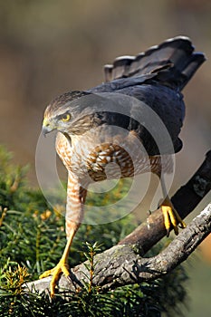 Cooper`s Hawk, Poised for Predation