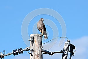 Cooper's Hawk on Power Pole