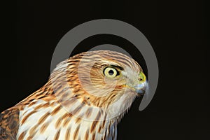 Cooper`s Hawk - Raptor Focus