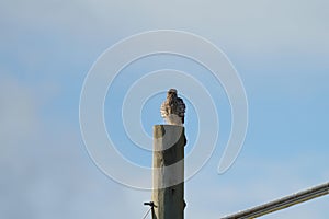 Cooper`s hawk resting on a pole