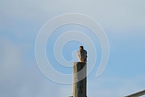 Cooper`s hawk resting on a pole