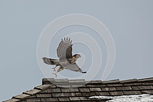 Cooper`s Hawk taking off from a shingled roof