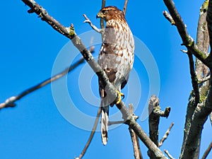 Cooper\'s Hawk in Tree: Closeup of a cooper\'s hawk bird of prey perched in a bare