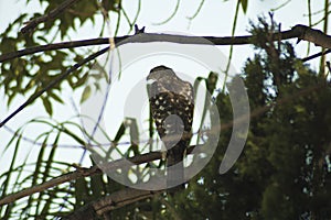 Southern California, Cooper`s Hawks hunts smaller birds in flight or from cover of dense vegetation, relying on surprise.