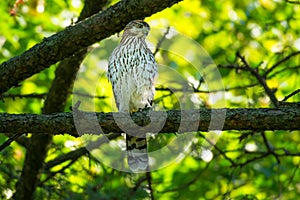 Cooper's Hawk - Accipiter cooperii