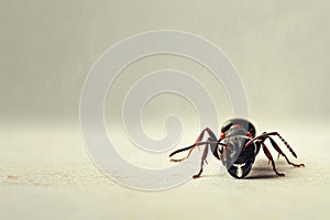 Cooperative Ant background. Generate Ai