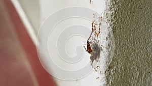 Cooperative ants relocate dead cockroach up steep wall. Insect teamwork strength, unity in nature. Pest control, biology