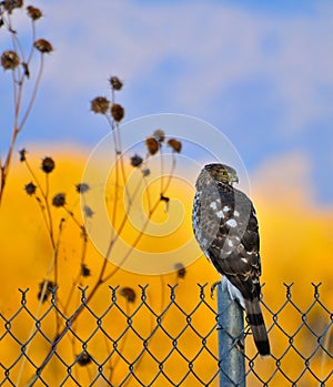 Coopers Hawk