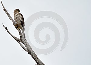 Coopers Hawk