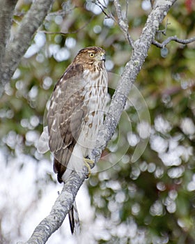 Coopers Hawk