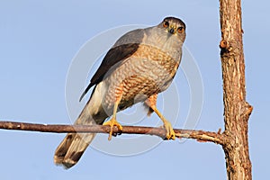 Coopers Hawk