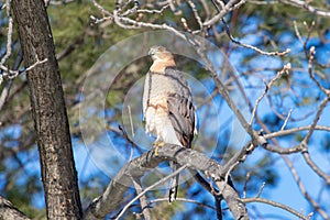 Coopers Hawk