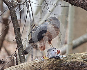 Coopers Hawk (Accipiter Cooperi)