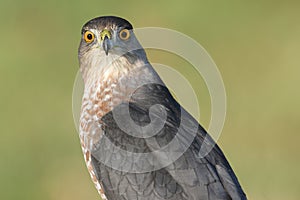 Coopers Hawk Accipiter cooperii