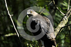 Coopers hawk, accipiter cooperii