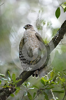 Coopers hawk, accipiter cooperii