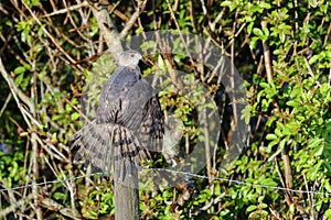 Coopers hawk, accipiter cooperii