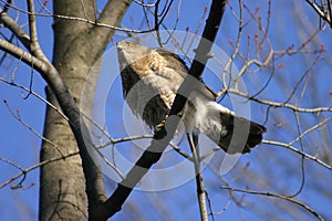 Coopers Hawk Accipiter Cooperii