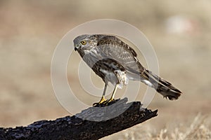 Coopers hawk, Accipiter cooperii