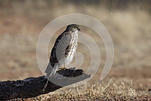 Coopers hawk, Accipiter cooperii