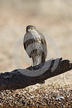 Coopers hawk, Accipiter cooperii