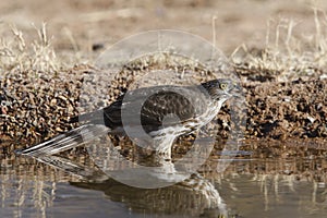 Coopers hawk, Accipiter cooperii