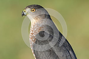 Coopers Hawk Accipiter cooperii