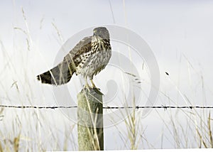 Coopers Hawk Fence Post Barbed Wire