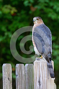 Coopers Hawk fencepost