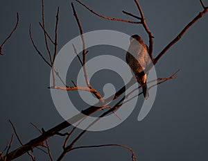 Coopers hawk in the glow of sunrise