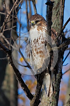 Coopers hawk locks onto its prey