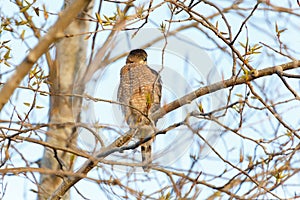 Coopers hawk perched on tree