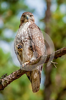 Coopers hawk perched on tree watching