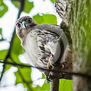 Coopers hawk perched on tree watching