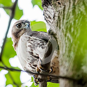 Coopers hawk perched on tree watching