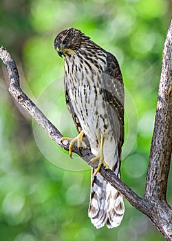 Coopers Hawk Sitting on a Tree Branch