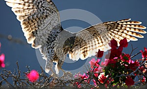 Coopers Hawk Spreads Wings Hunting Prey