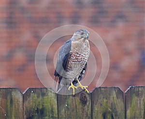 Coopers Hawk, Suburban Predator Raptor, Nashville Tennessee 1