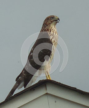 Coopers Hawk on Suburban Rooftop