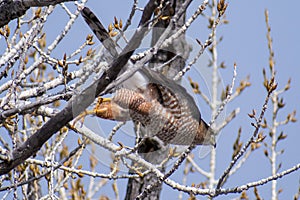 Coopers Hawk About to Take Flight