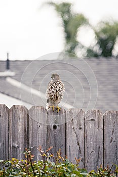 Coopers Hawk on a wood fence