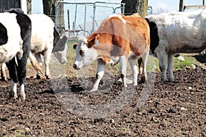 Coopers Hilltop Farm Rochdale MASSachusetts