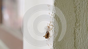 Coordinated ants transport cockroach up vertical wall surface, collective stigmergy strength and efficiency. Insect