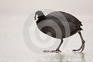 Coot