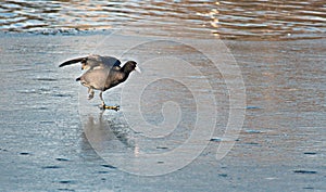 Coot behavior photo