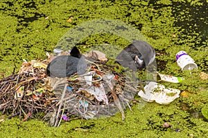 Coot breeding on nest