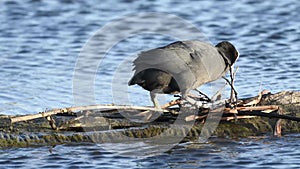 Coot building her first nest
