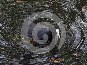 Coot causing whirlpool effect