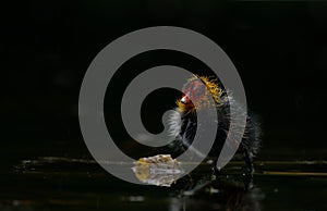 Coot Chick in the rain