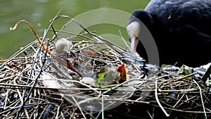 Coot with chicken upon nest, Voorstonden lake, Holland